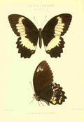 Fisher Maud Hormanexotica 1887 Papilio Woodfordi A4 Photo Print