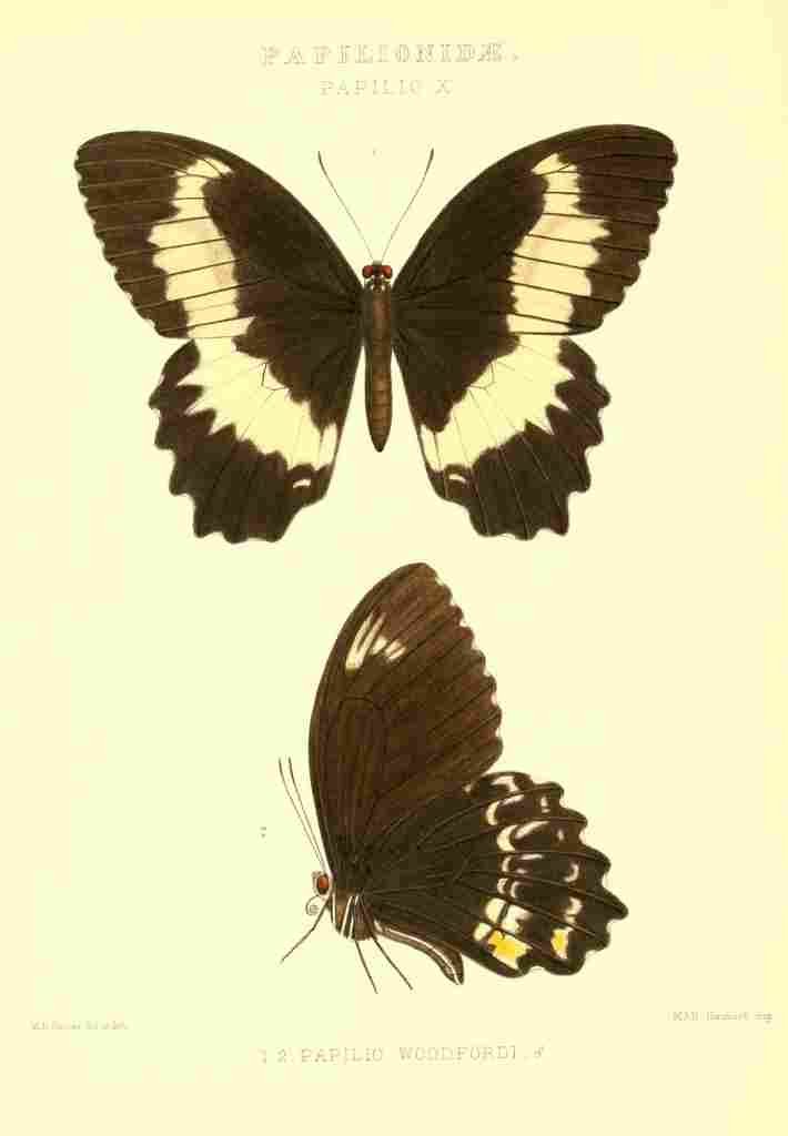 Fisher Maud Hormanexotica 1887 Papilio Woodfordi A4 Photo Print