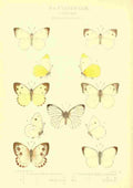 Fisher Maud Hormanexotica 1887 Pierinae A4 Photo Print