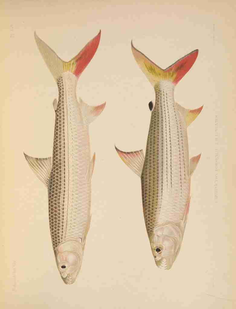 Fishes of the Nile 1907 1 Vintage A4 Photo Print