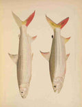 Fishes of the Nile 1907 1 A4 Photo Print
