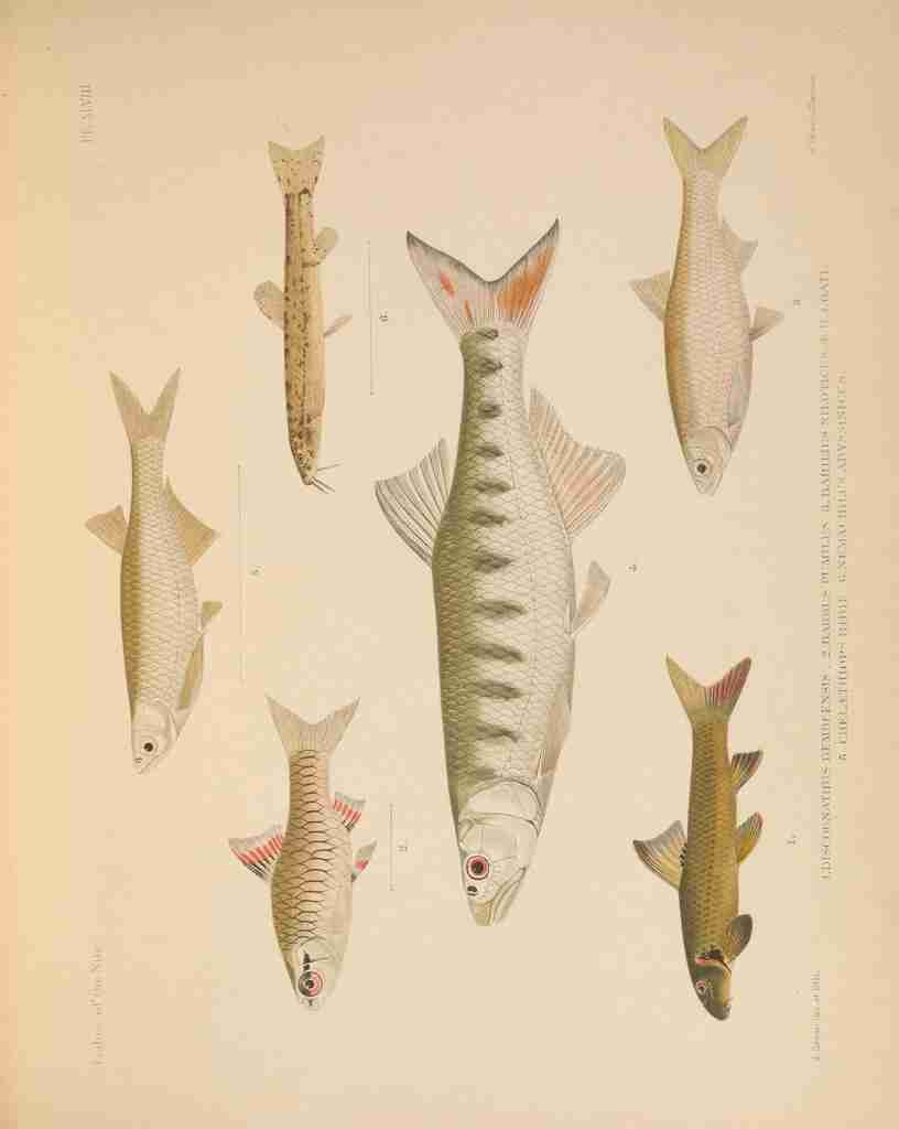 Fishes of the Nile 1907 2 Vintage A4 Photo Print