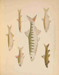 Fishes of the Nile 1907 2 A4 Photo Print