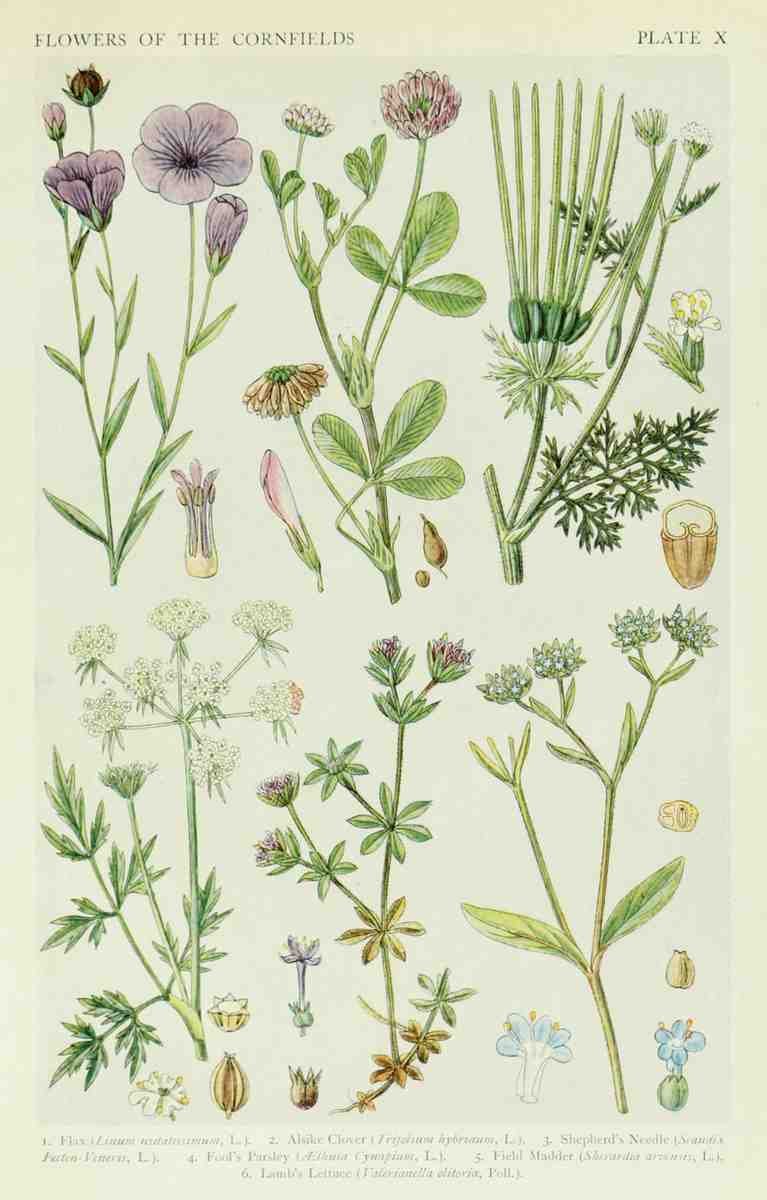 Fitch John N 1840 1927 A New British Flora 1919 10 A4 Photo Print