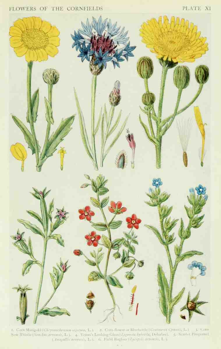 Fitch John N 1840 1927 A New British Flora 1919 11 A4 Photo Print