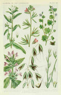 Fitch John N 1840 1927 A New British Flora 1919 12 A4 Photo Print