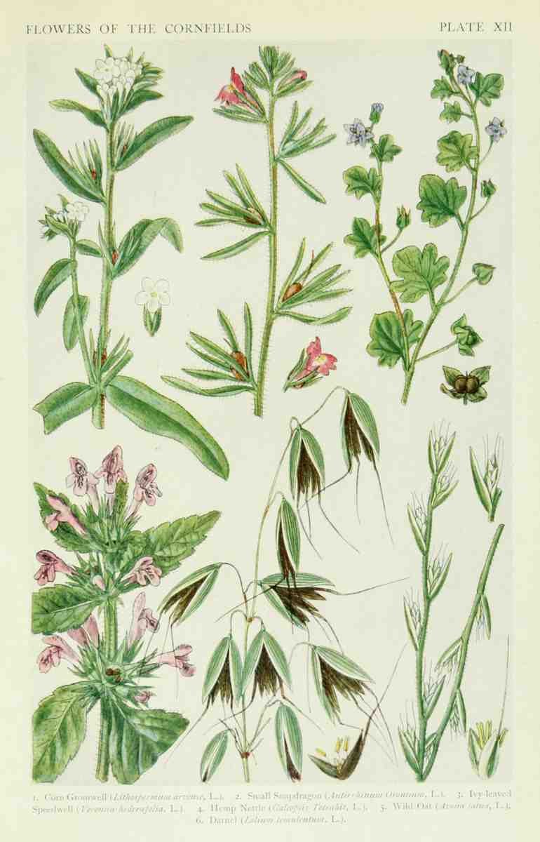 Fitch John N 1840 1927 A New British Flora 1919 12 A4 Photo Print