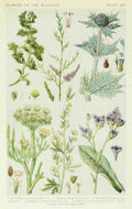 Fitch John N 1840 1927 A New British Flora 1919 14 A4 Photo Print