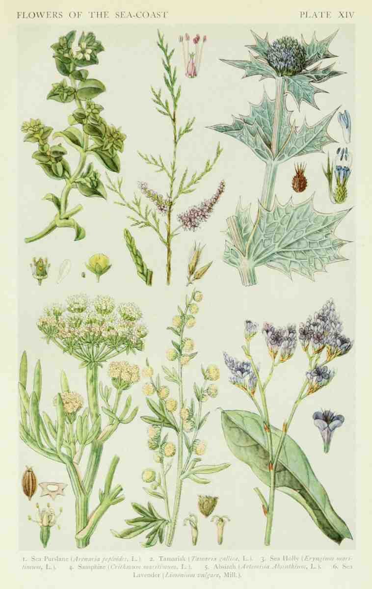Fitch John N 1840 1927 A New British Flora 1919 14 A4 Photo Print