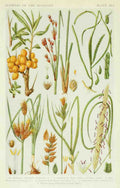 Fitch John N 1840 1927 A New British Flora 1919 16 A4 Photo Print