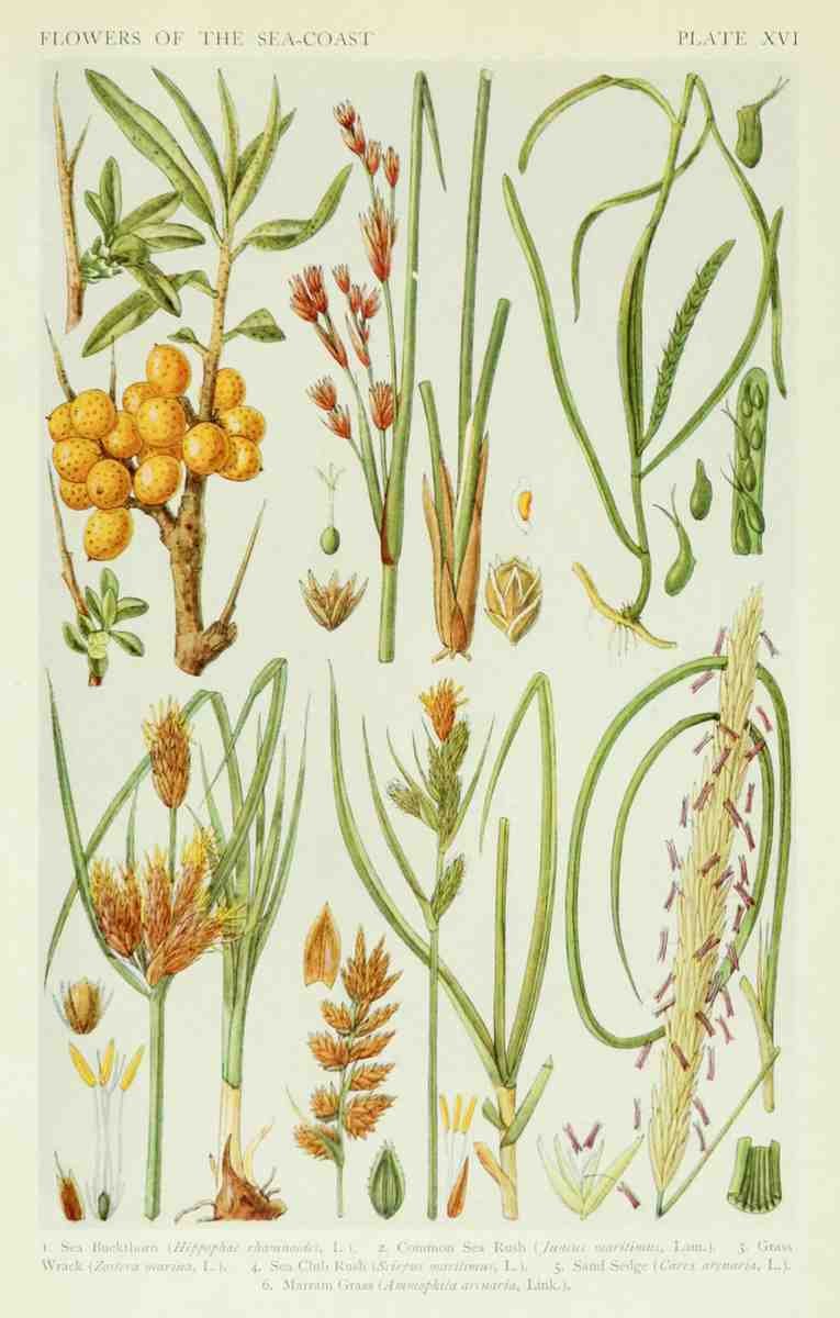 Fitch John N 1840 1927 A New British Flora 1919 16 A4 Photo Print