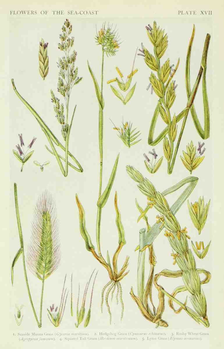 Fitch John N 1840 1927 A New British Flora 1919 17 A4 Photo Print
