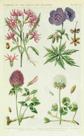 Fitch John N 1840 1927 A New British Flora 1919 2 A4 Photo Print