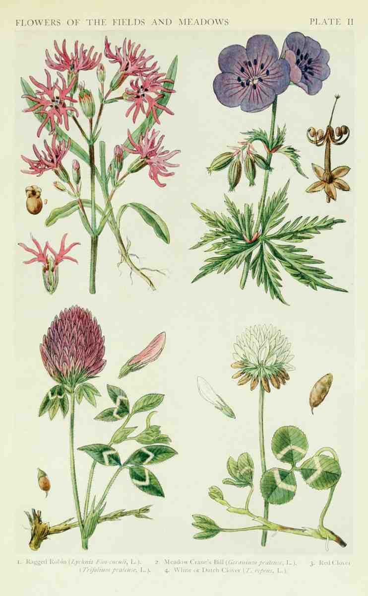 Fitch John N 1840 1927 A New British Flora 1919 2 A4 Photo Print