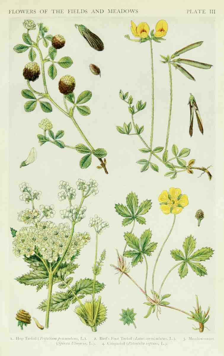Fitch John N 1840 1927 A New British Flora 1919 3 A4 Photo Print
