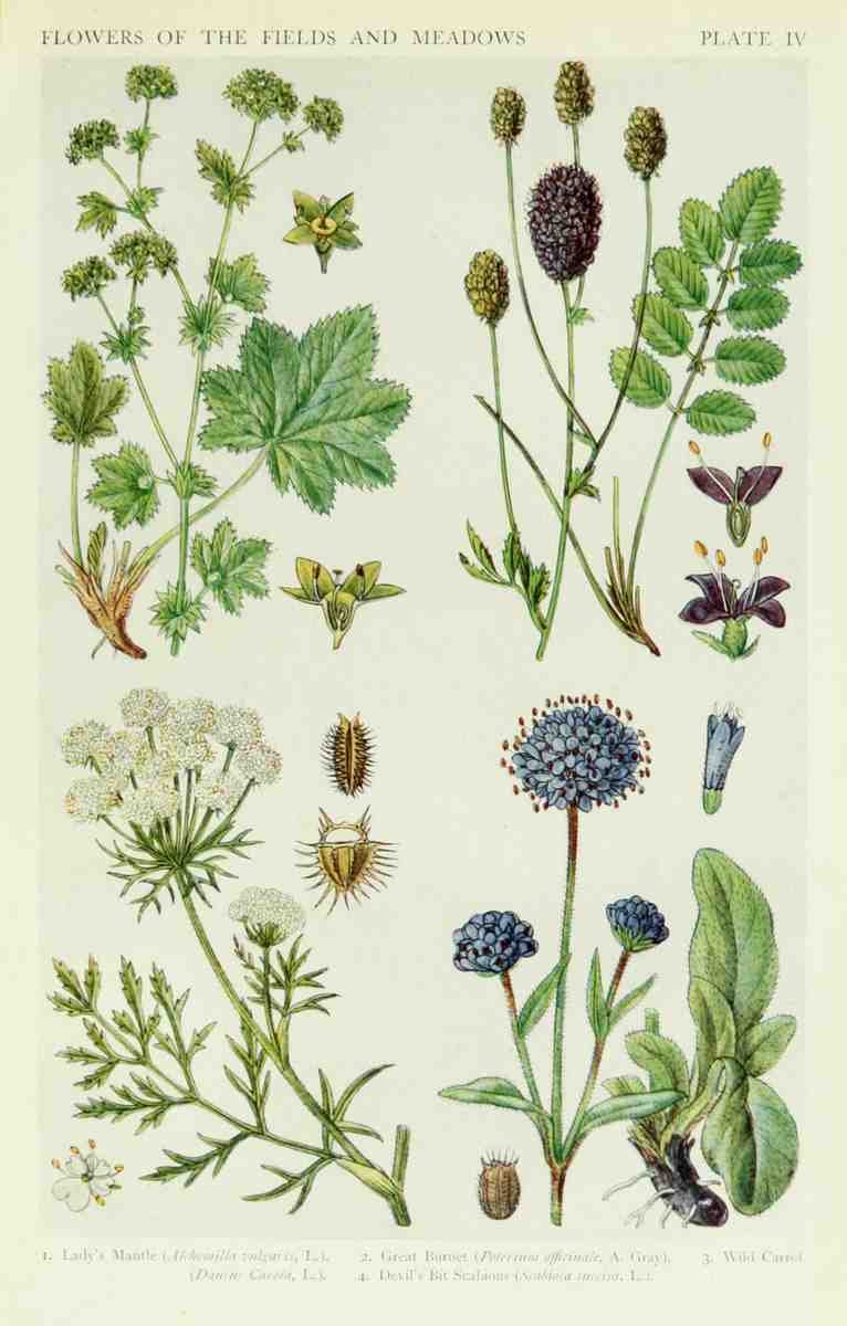 Fitch John N 1840 1927 A New British Flora 1919 4 A4 Photo Print
