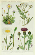 Fitch John N 1840 1927 A New British Flora 1919 5 A4 Photo Print