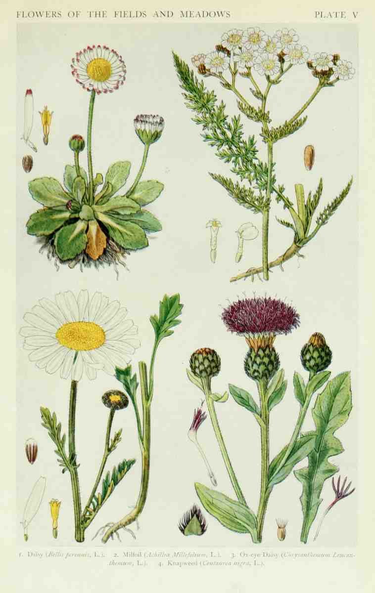 Fitch John N 1840 1927 A New British Flora 1919 5 A4 Photo Print