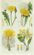 Fitch John N 1840 1927 A New British Flora 1919 6 A4 Photo Print