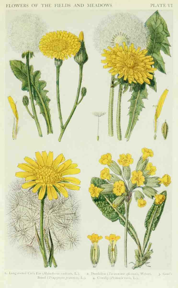 Fitch John N 1840 1927 A New British Flora 1919 6 A4 Photo Print