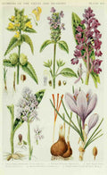 Fitch John N 1840 1927 A New British Flora 1919 7 A4 Photo Print