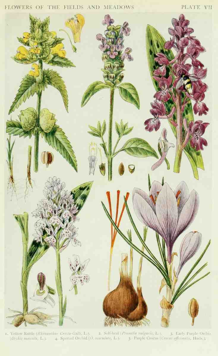 Fitch John N 1840 1927 A New British Flora 1919 7 A4 Photo Print