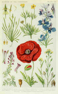 Fitch John N 1840 1927 A New British Flora 1919 8 A4 Photo Print