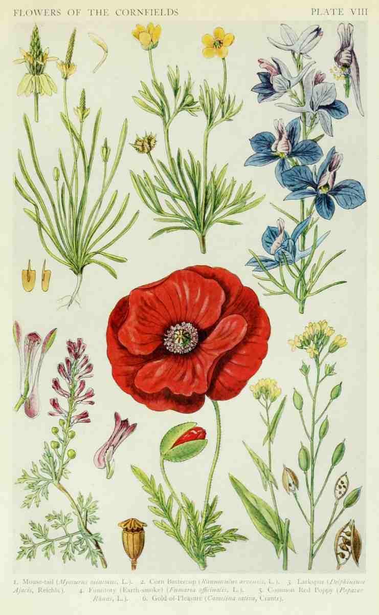 Fitch John N 1840 1927 A New British Flora 1919 8 A4 Photo Print