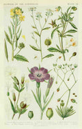 Fitch John N 1840 1927 A New British Flora 1919 9 A4 Photo Print