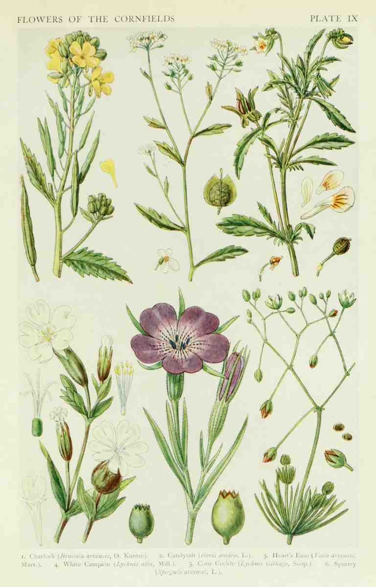 Fitch John N 1840 1927 A New British Flora 1919 9 A4 Photo Print