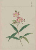Five petal red on white blossoms c1870 A4 Photo Print
