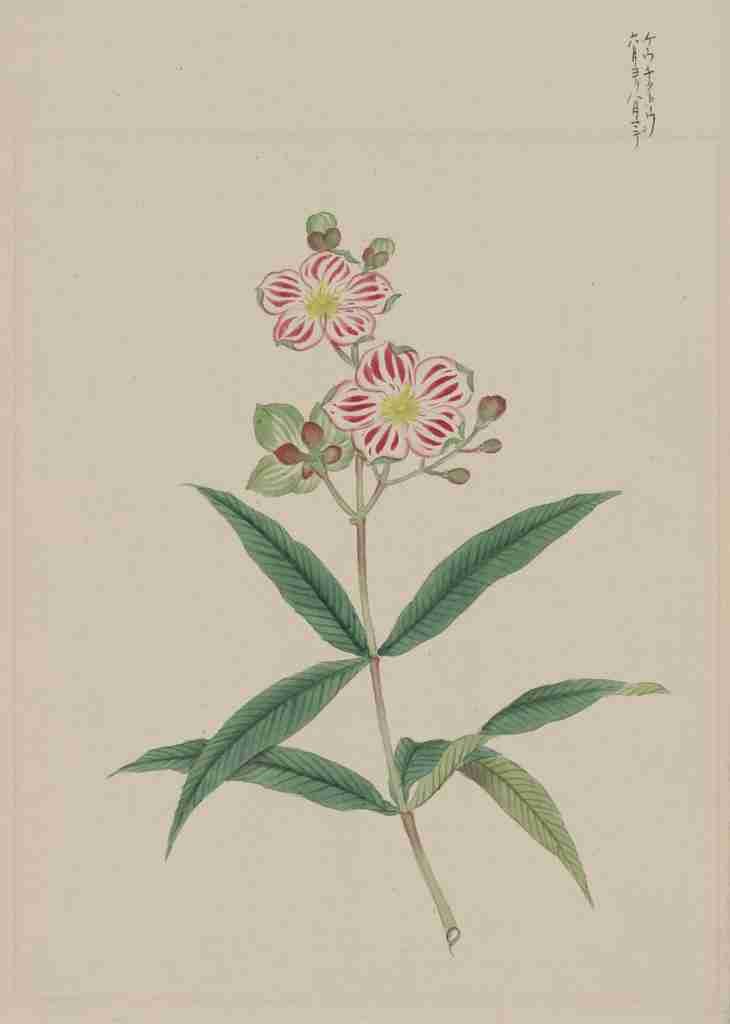 Five petal red on white blossoms c1870 A4 Photo Print
