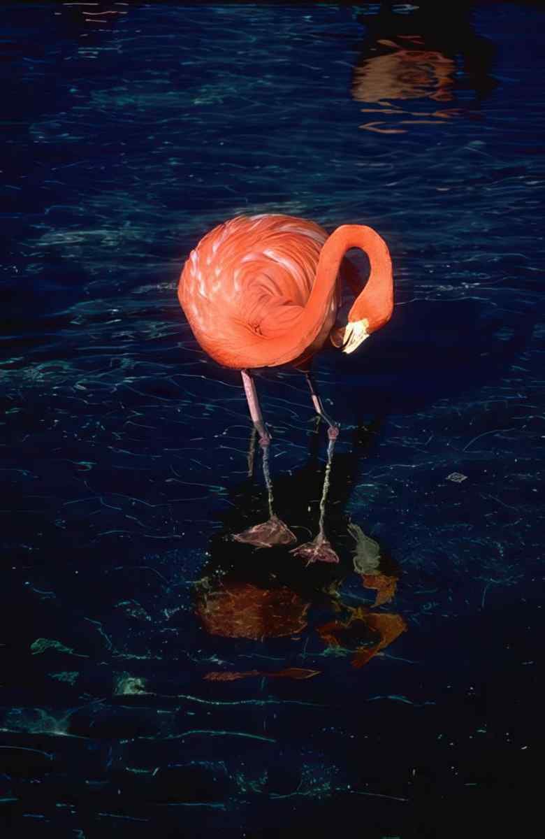 Flamingo Reflection Aquatic A4 Photo Print