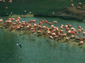 Flamingos Lagoon Gulls A4 Photo Print
