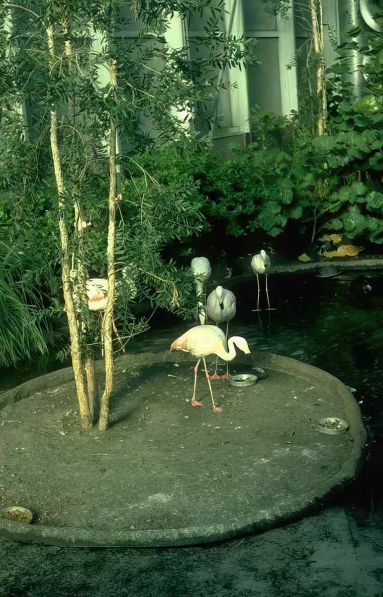 Flamingos Platform Bamboo A4 Photo Print
