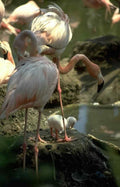 Flamingos Rock Pool A4 Photo Print