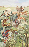 Flanderky Paul 1911 African Cotton pests A4 Photo Print