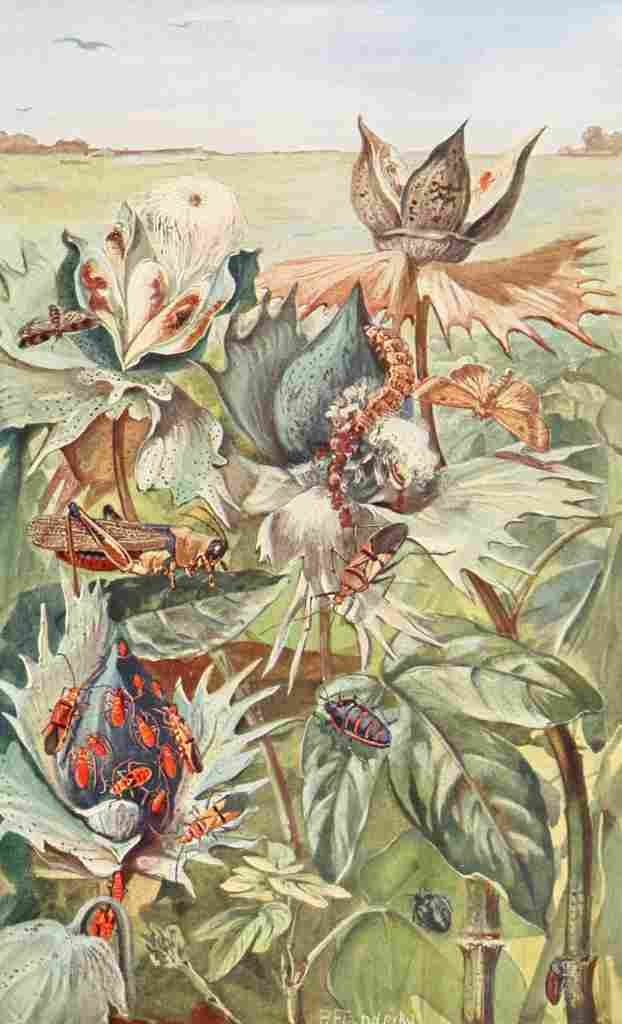 Flanderky Paul 1911 African Cotton pests A4 Photo Print