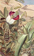 Flanderky Paul 1911 Devils Flower Mantis A4 Photo Print