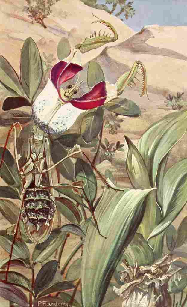 Flanderky Paul 1911 Devils Flower Mantis A4 Photo Print