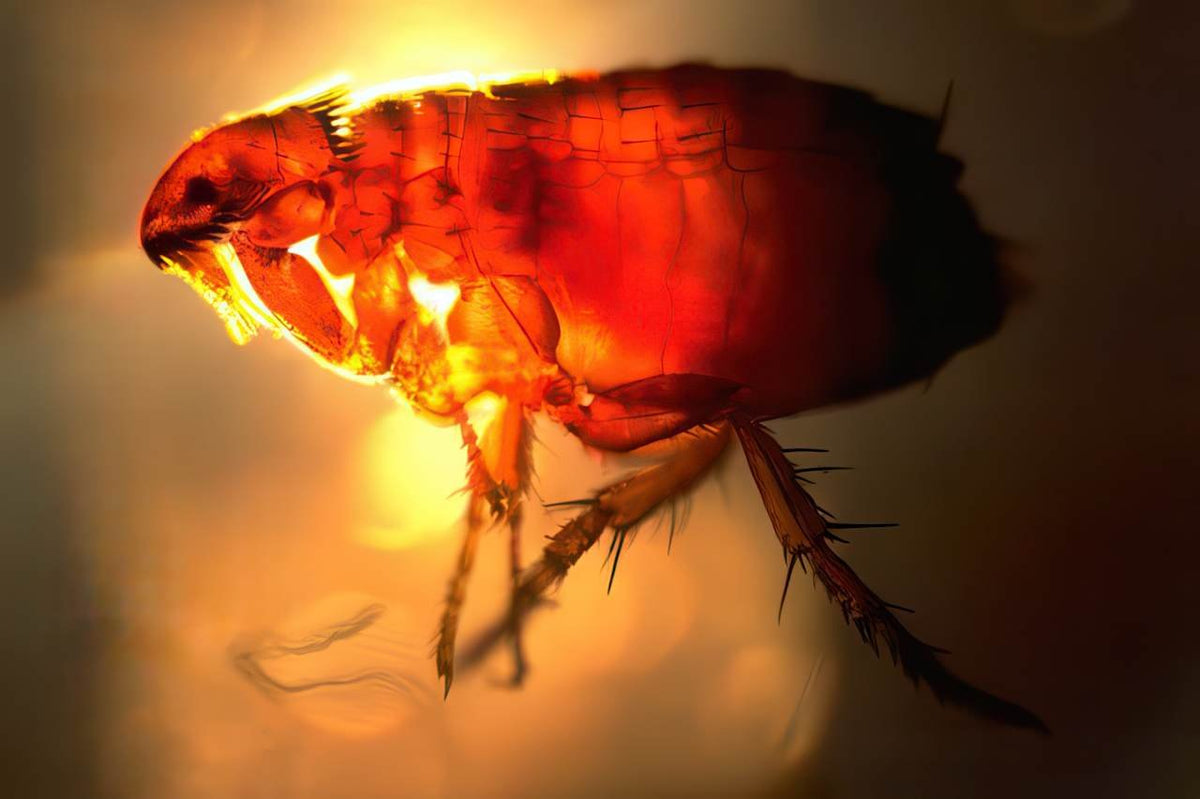 Flea Macro A4 Photo Print