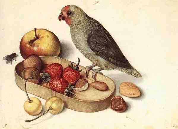 Flegel Georg Still Life With Pygmy Parrot A4 Photo Print