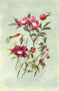 Flemwell George J 1865 1925 Sub Alpine Plants 1912 Alpine Rose et al A4 Photo Print