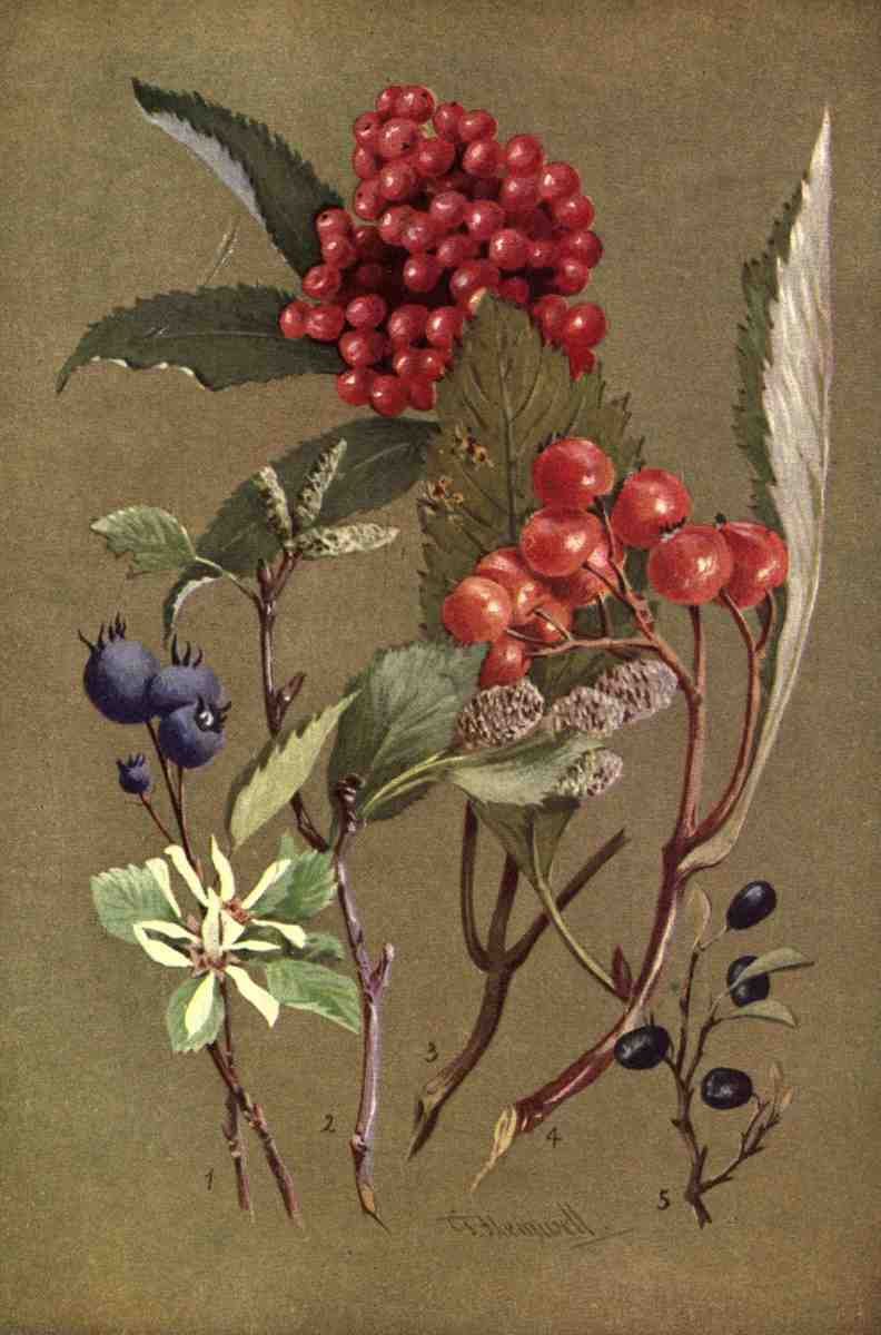 Flemwell George J 1865 1925 Sub Alpine Plants 1912 Amelanchier et al A4 Photo Print