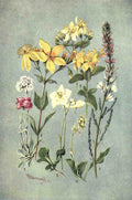 Flemwell George J 1865 1925 Sub Alpine Plants 1912 Antennaria et al A4 Photo Print