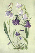 Flemwell George J 1865 1925 Sub Alpine Plants 1912 Campanulas A4 Photo Print