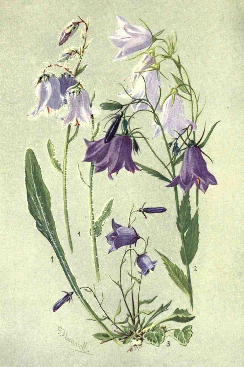 Flemwell George J 1865 1925 Sub Alpine Plants 1912 Campanulas A4 Photo Print