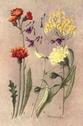 Flemwell George J 1865 1925 Sub Alpine Plants 1912 Crepis Aurea et al A4 Photo Print