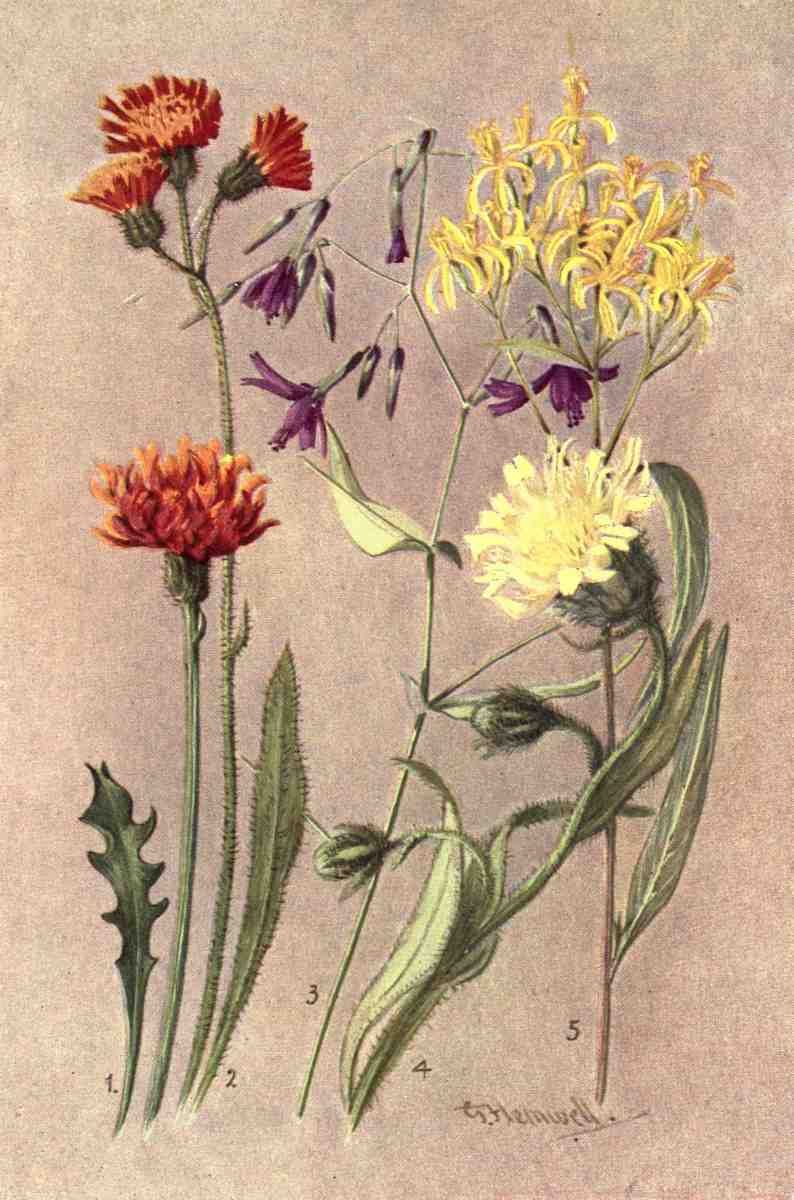Flemwell George J 1865 1925 Sub Alpine Plants 1912 Crepis Aurea et al A4 Photo Print