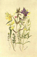 Flemwell George J 1865 1925 Sub Alpine Plants 1912 Euphrasia et al A4 Photo Print